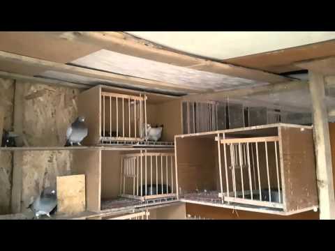 My homing pigeons, hail 2016-04-19