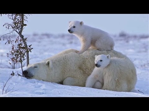 POLAR BEAR LOVE: Cute polar bear cubs lovin' up their mamma