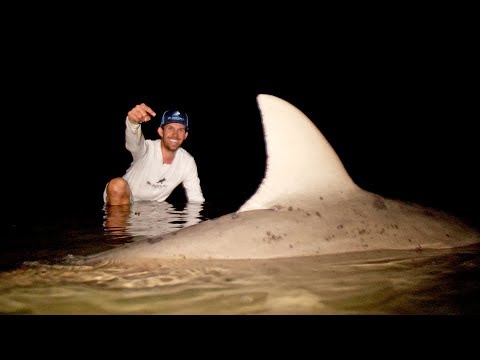 MONSTER Shark Caught in a RIVER