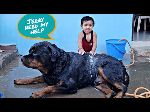 aaru help jerry to take bath|| newborn baby playing with dog|| funny dog video,