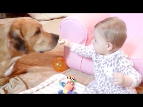 Cute Dogs and Babies are Best Friends - Dogs Babysitting Babies Video