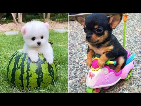 Baby Dogs 🔴 Cute and Funny Dog Videos Compilation #13 | 30 Minutes of Funny Puppy Videos 2021