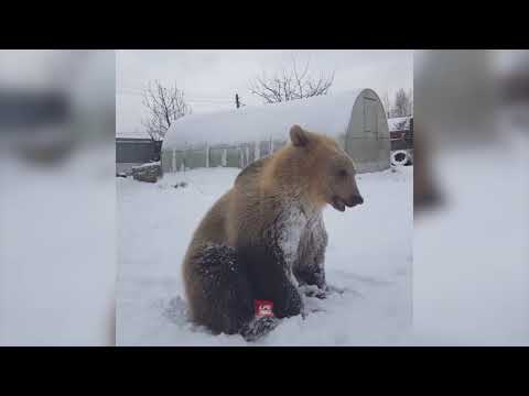 Meet Stepan The Bear || Manamana