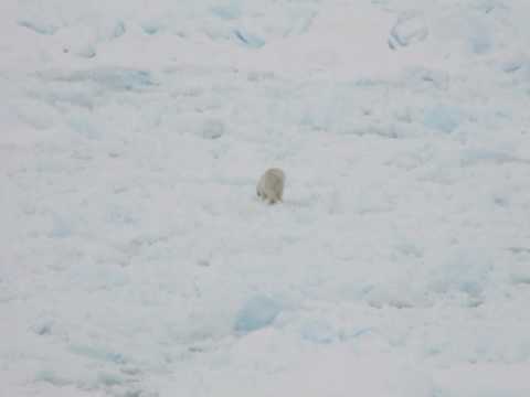 Polar Bear in Hudson Strait