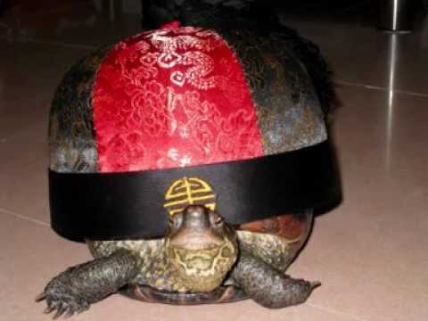 Movie_turtles.WMV