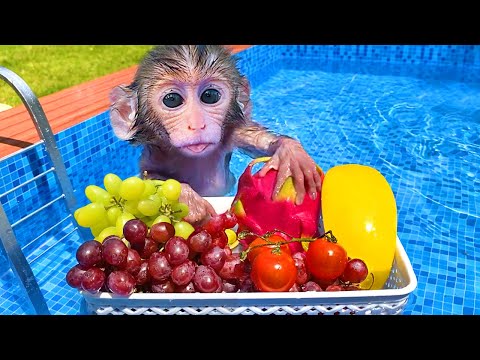 Baby monkey Bon Bon playing in the pool with puppy and eating fruits