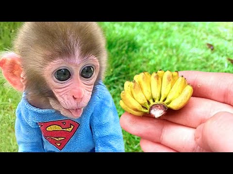 Baby Monkey Bon Bon Eats Jelly Candy And Harvests Bananas For Puppy And Rabbit To Eat