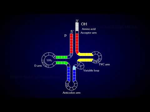 Structure of tRNA