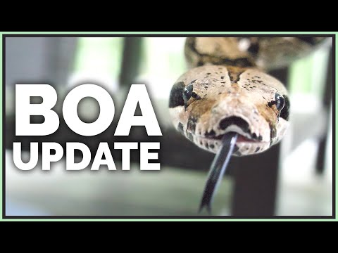 My Neglected 22 Year Old Boa Constrictor - 1 Year Later!