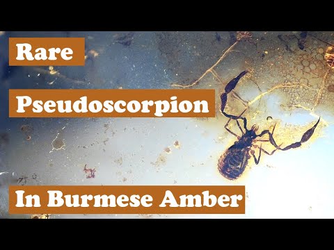 Rare Pseudoscorpion in Burmese Amber