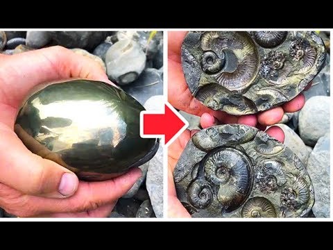 HUNTING RARE FOSSILS | PALEONTOLOGY DISCOVERIES