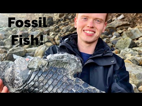 Fossil Fish! Fossil Hunting Episode