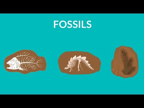 What are fossils and how are they formed | Learn about Fossils