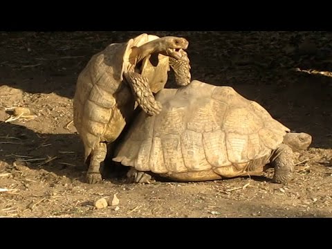 Turtles Having Sex Get Interrupted in San Diego Zoo