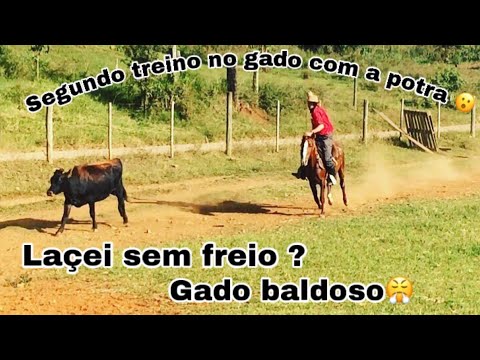 Segundo treino no gado com a potra