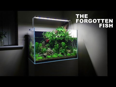 *Betta Fish* Aqua Terrarium Build - 60cm Aquarium / Paludarium Aquascape