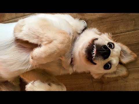 🤣 Funniest 🐶 Dogs and 😻 Cats - Awesome Funny Pet Animals Life Videos 😇