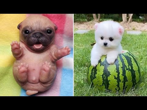 Baby Dogs 🔴 Cute and Funny Dog Videos Compilation #15 | 30 Minutes of Funny Puppy Videos 2021