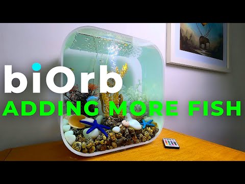 biOrb  Aquariums | Increasing your fish numbers