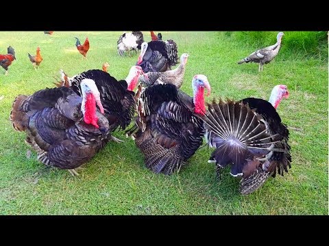 Turkey Bird Sound | Turkey Feeding | Different Touch