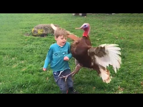 Funny Videos Animals - Funniest Turkey Compilation - | LIFE FUNNY PETS 🐯🐶