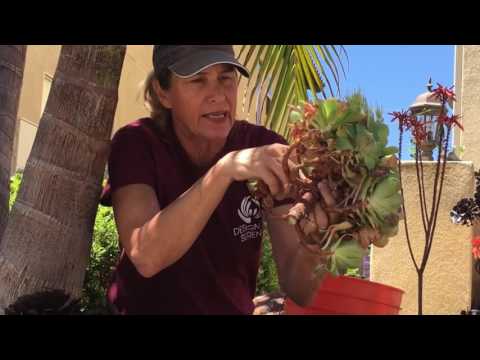 Front Yard Succulent Tips with Laura Eubanks