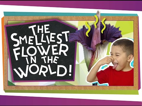 The World's Smelliest Flower