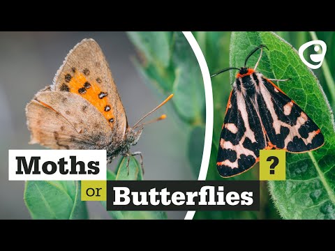 What's the difference between Moths and Butterflies?