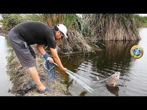 Pescador Pesca Tilapias Grandes de Laguna - Grabado todo en 4K