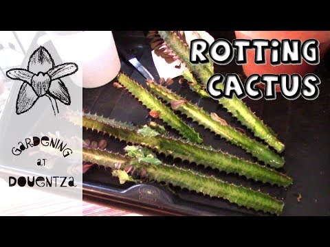 Save a Rotting Cactus - propagating Euphorbia trigona