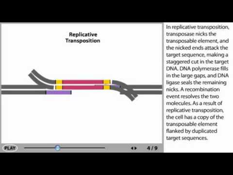 Transposons Animation - DNA transposable elements