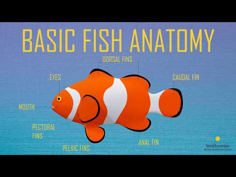 Fish Anatomy