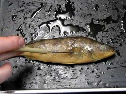 Bony Fish (Perch) Anatomy