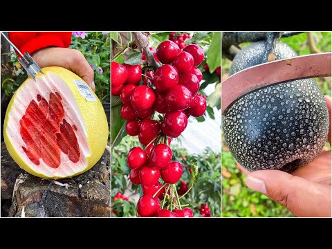 😍Farm Fresh Ninja Fruit | Tik Tok China | (Oddly Satisfying Fruit Ninja) #23