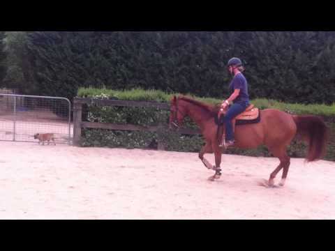 Plum Registered QH Mare For Sale