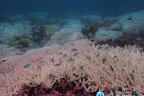 Bleached coral reef in 2020.