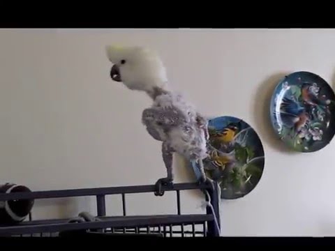 Cockatoo sings, Can't buy me love...by the Beatles