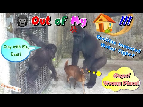 Deer Sneaks into Gorilla's Home! Tayari Wants Water Fight!