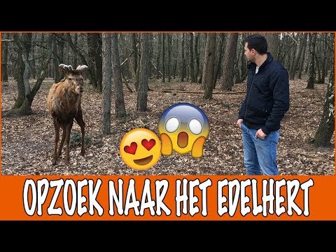 De Hoge Veluwe: opzoek naar het Edelhert! | DierenpraatTV