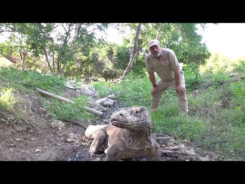 CRAZY KOMODO DRAGON ADVENTURE (Part 1) Prehistoric Pets Style