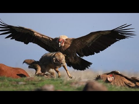 THIS IS HOW EAGLES HUNT