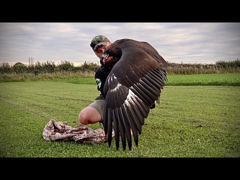 Imprinting my female Golden Eagle. THE DAKOTA PROJECT