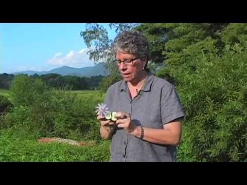 Southern Appalachian Herbs with Patricia Kyritsi Howell - Sumac, Passion Flower and Skull Cap