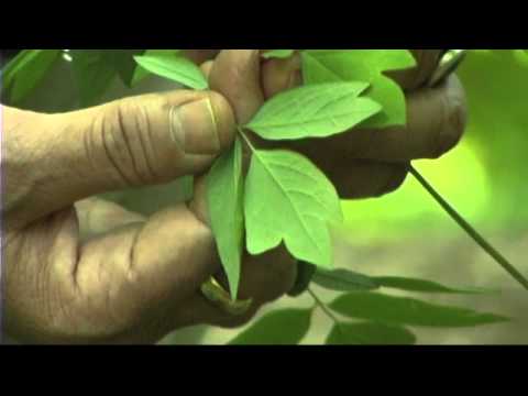 Southern Appalachian Herbs with Patricia Kyritsi Howell - Blue Cohosh, Bain Berry and Trillium