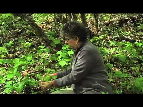 Southern Appalachian Herbs with Patricia Kyritsi Howell