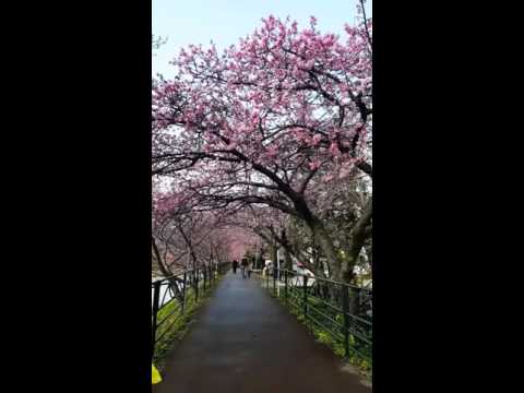 Valentine's day 2016 kawazu japan