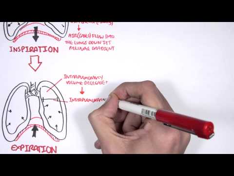 Mechanism of Breathing