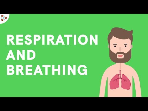 Introduction to Respiration and Breathing | Don't Memorise