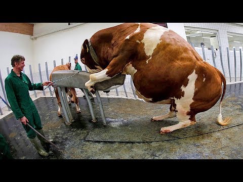 Amazing Modern Farming Cow Technology, Breeding Methods Save for Farm Thousands Dollar