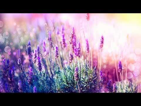 Beautiful Relaxing Music for Stress Relief ~ Calming Music ~ Meditation, Relaxation, Sleep, Spa